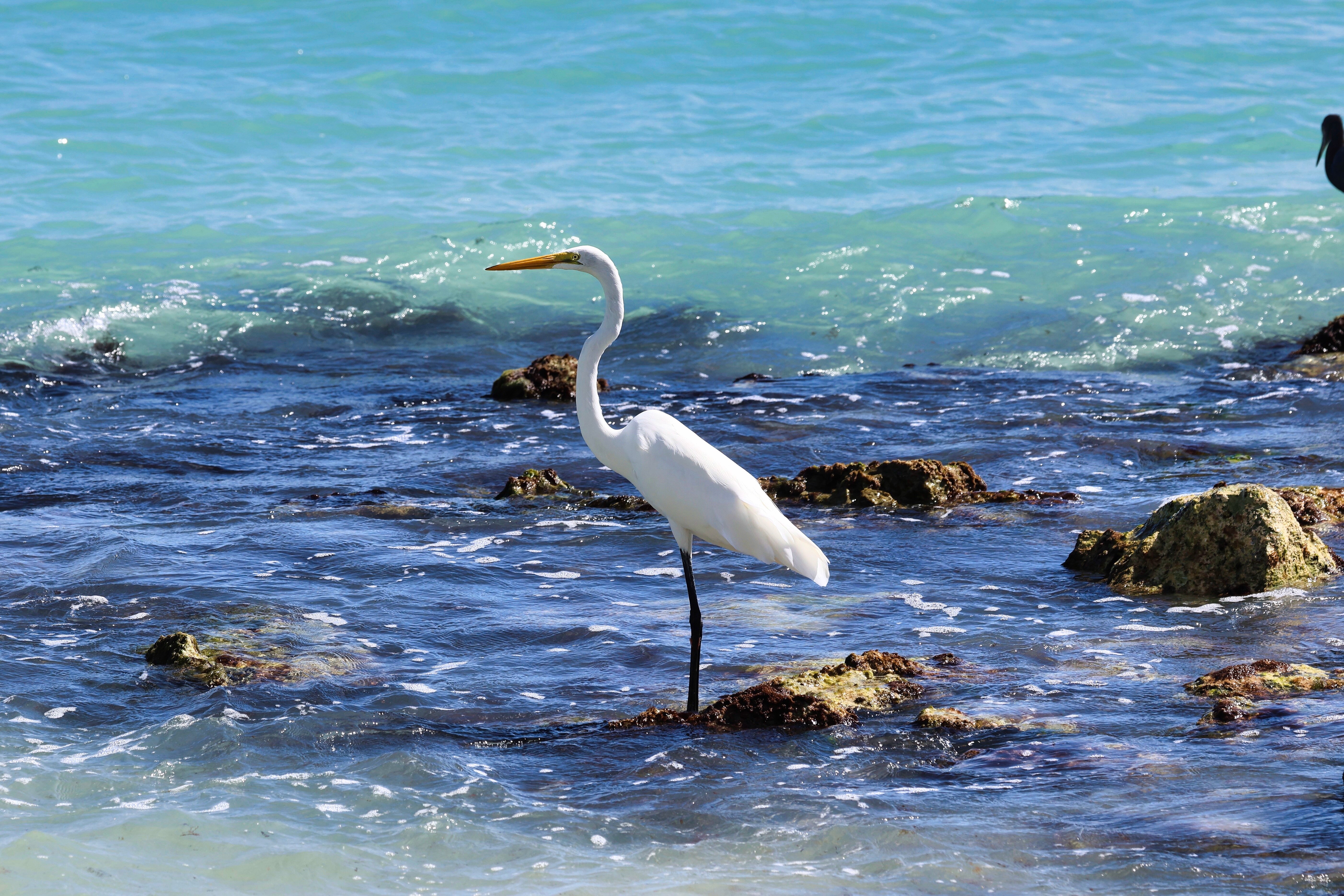Tortuga Bay Puntacana-泳池