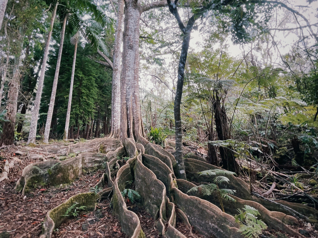 Kona Cloud Forest Sanctuary景点图片