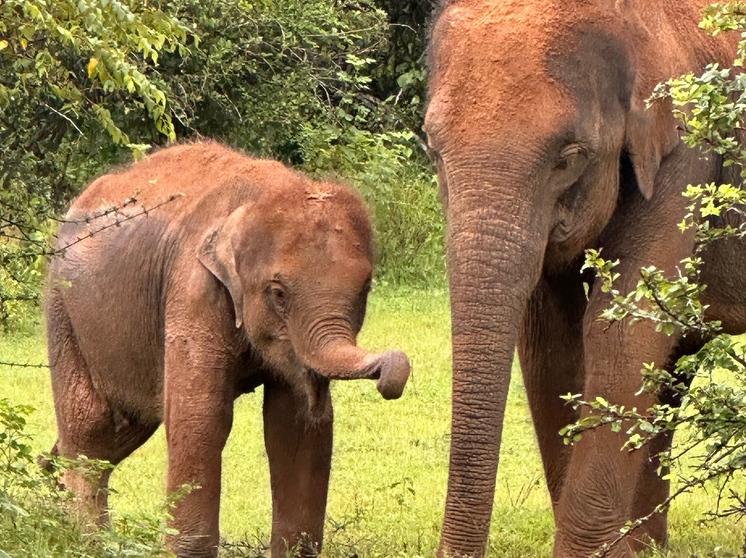 Lanka Tropical Tours-瓦都瓦必去景点