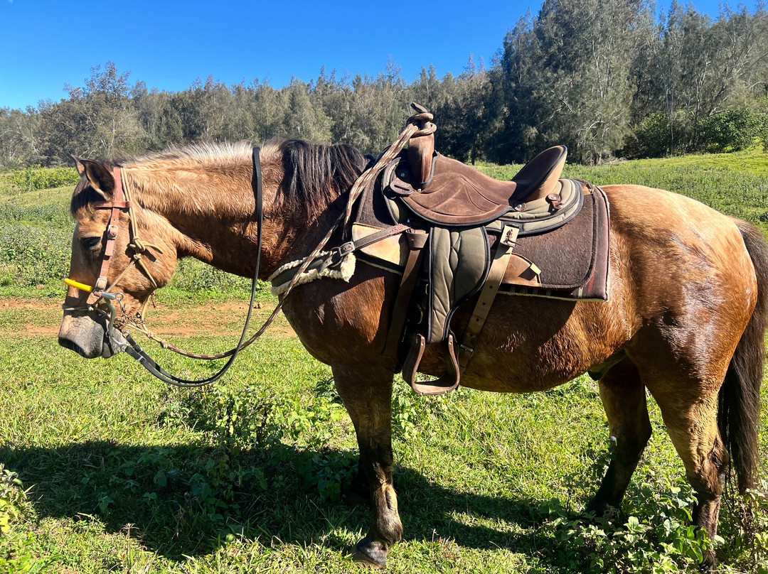 Waipi'o on Horseback景点图片