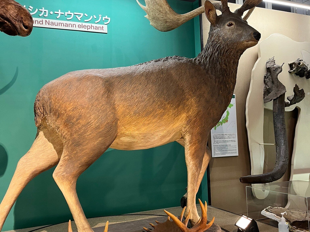 Lake Nojiri Naumann Elephant Museum-信浓町 必去景点