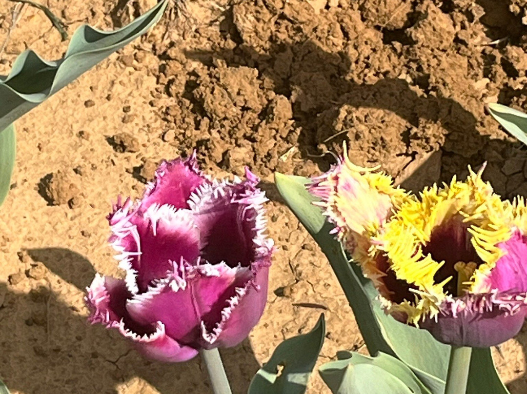 Texas Tulips-Pilot Point必去景点