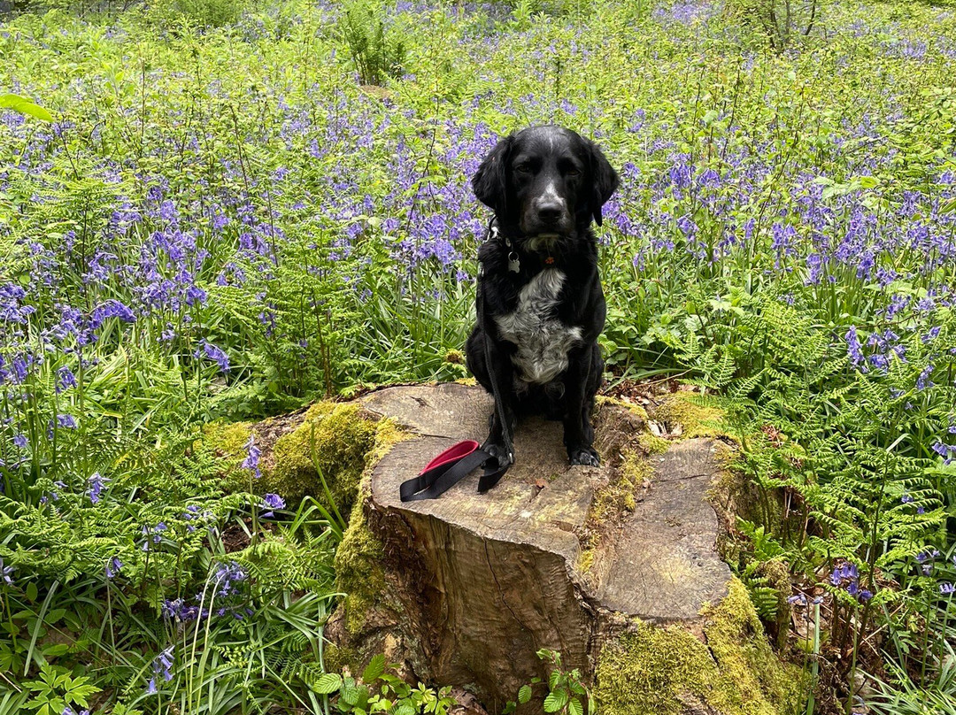 Arlington Bluebell Walk景点图片