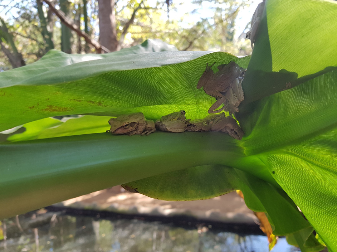 Zazamalala Wildlife Centre景点图片