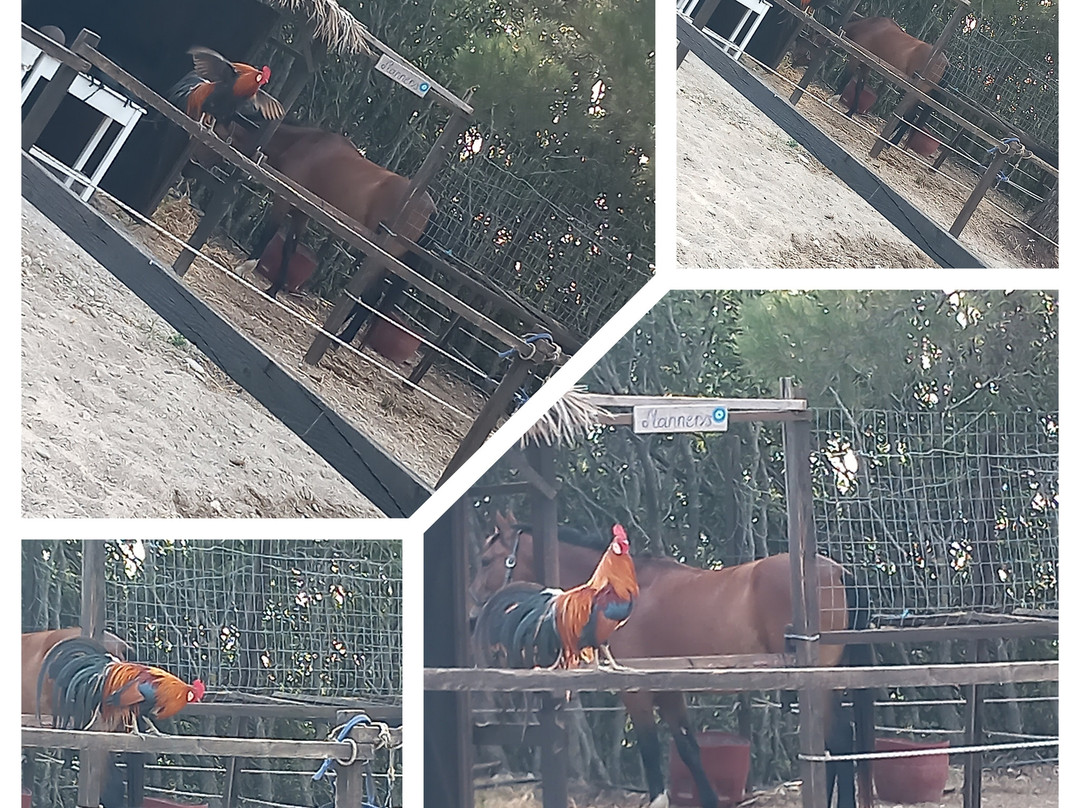Paradise Ranch Kos Mountain Horse Riding-Asfendiou必去景点