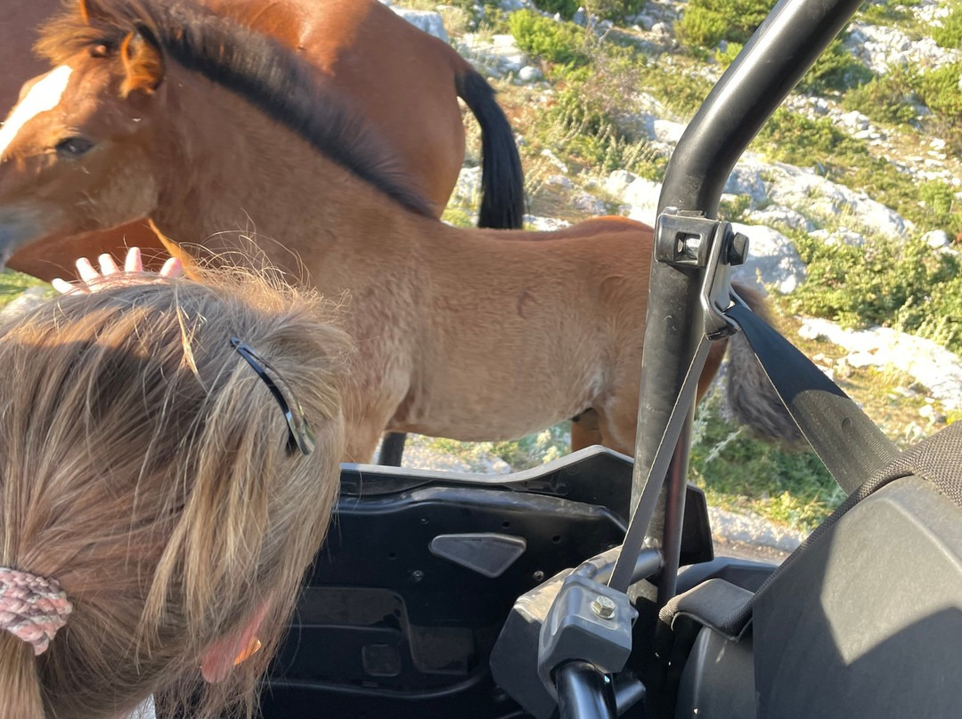 Safari Buggy景点图片