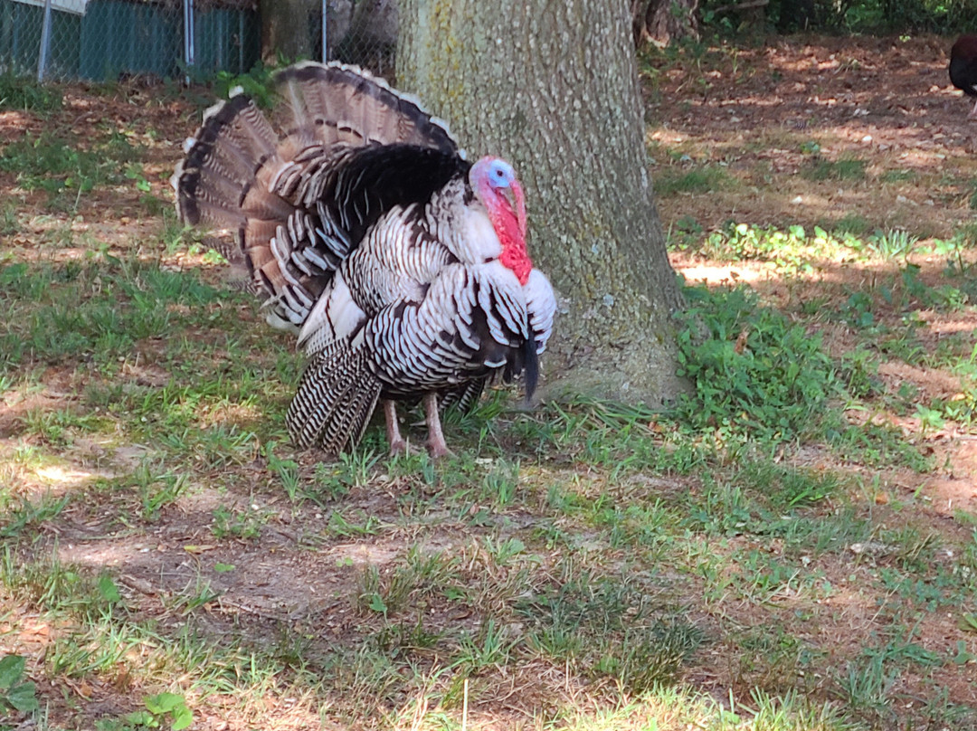 Queen Hive Farm-Assawoman必去景点