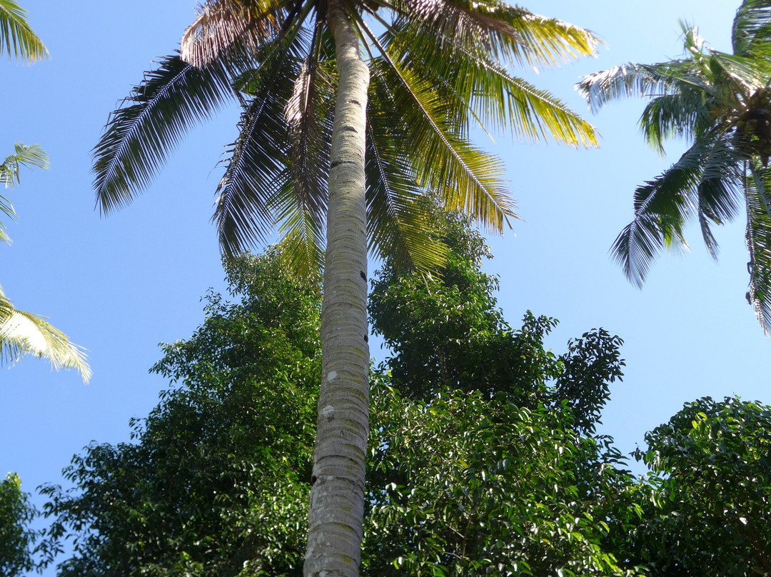 Lombok Forest Tour-Pemenang必去景点
