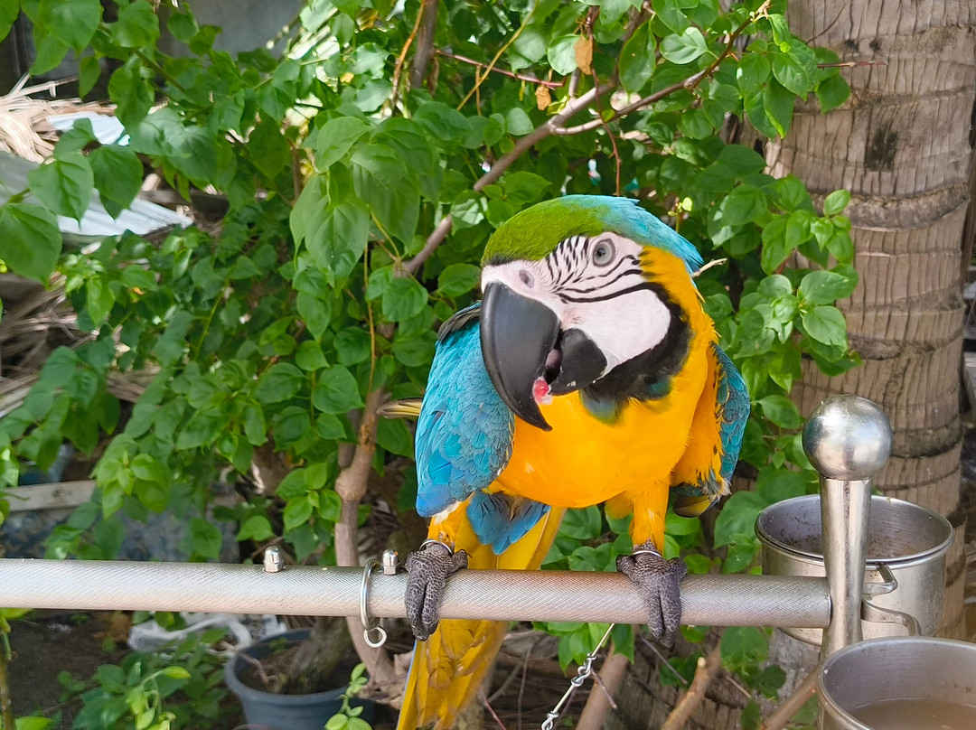 Rihiveli Residence Thoddoo
