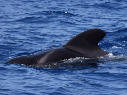 Bonadea Ii Eco Whale Watching-特内里费岛必去景点