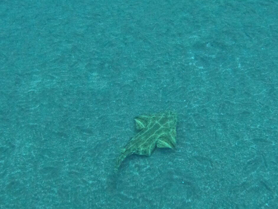 Blue Bottom Diving-奥德杰海岸必去景点