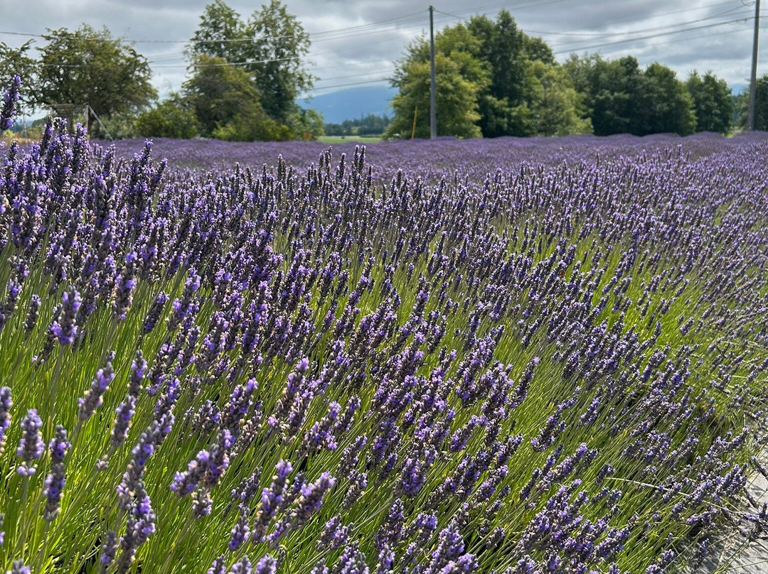 B & B Family Lavender Farm景点图片
