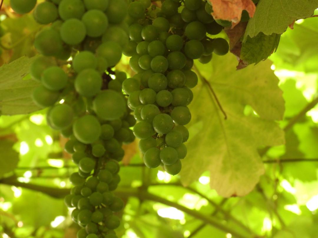 Douro Autêntico景点图片