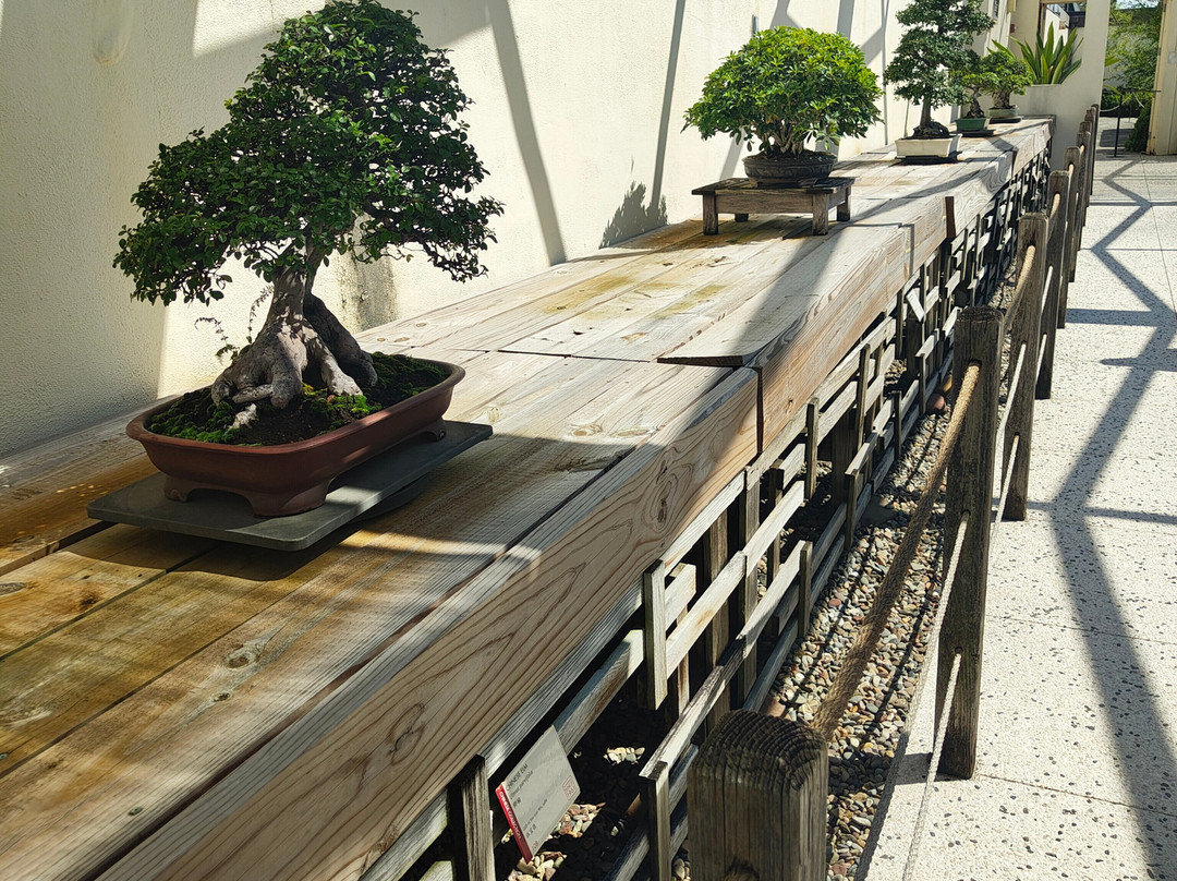National Bonsai & Penjing Museum景点图片