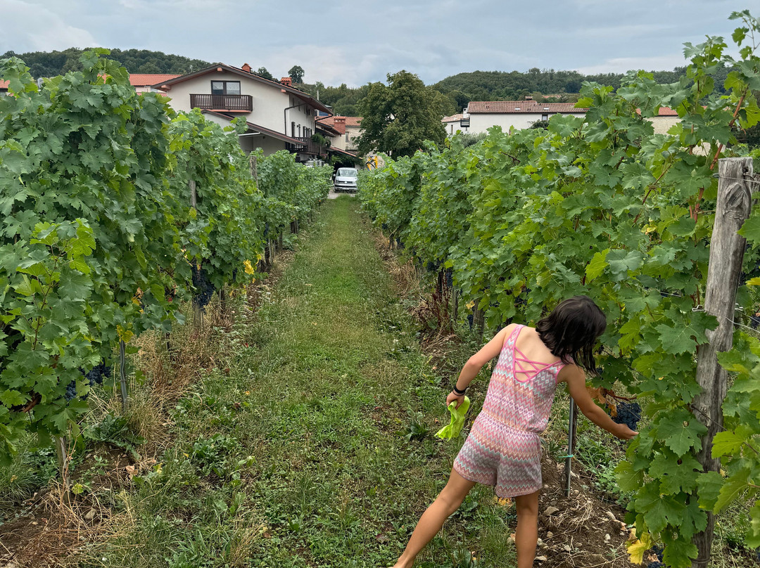 Ferjančič Wines景点图片
