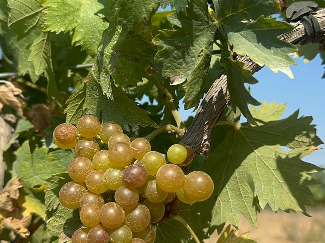 Pinord Winery景点图片