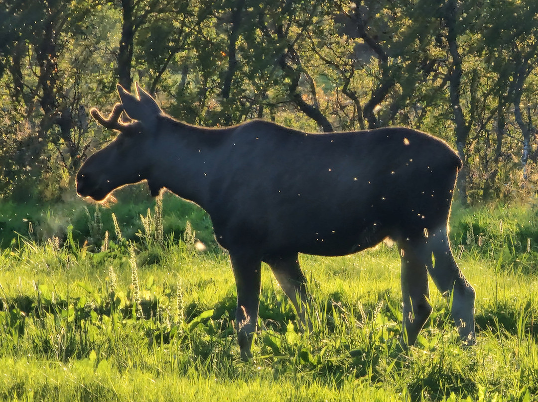 Vesterålen Tours-Sortland必去景点