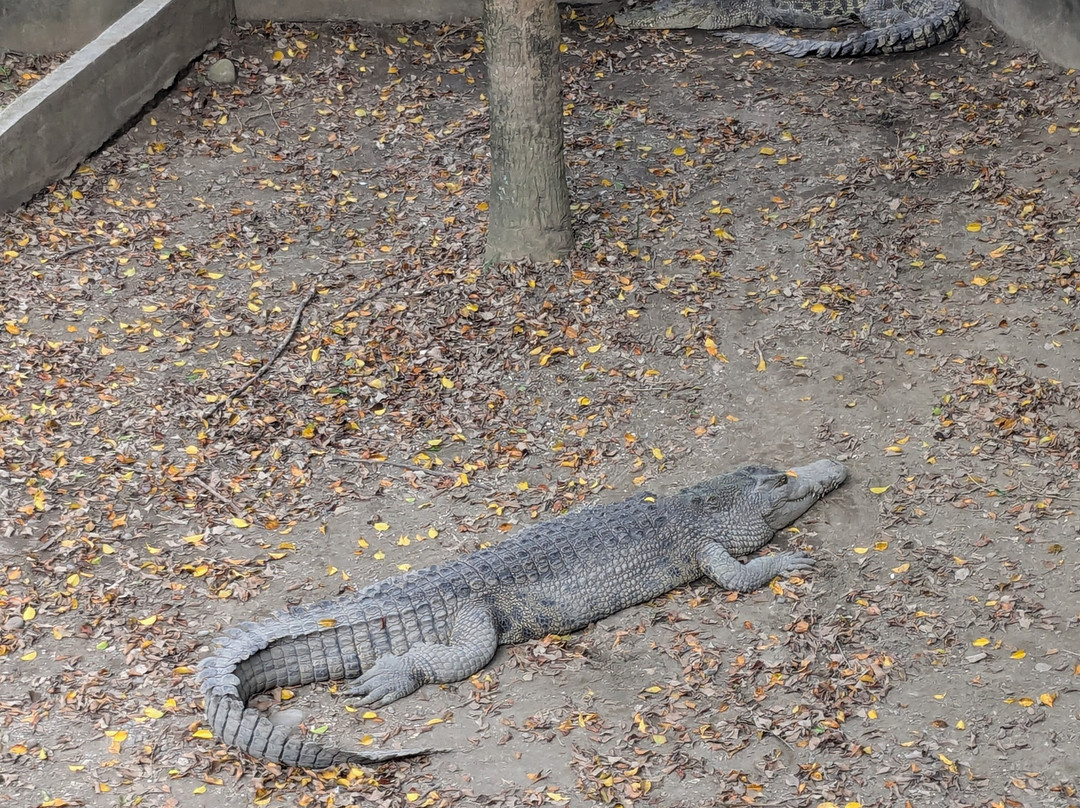 Davao Crocodile Park景点图片