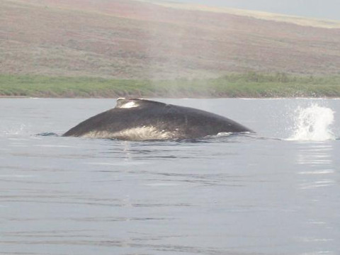 Hawai'i Ocean Rafting-拉海纳必去景点