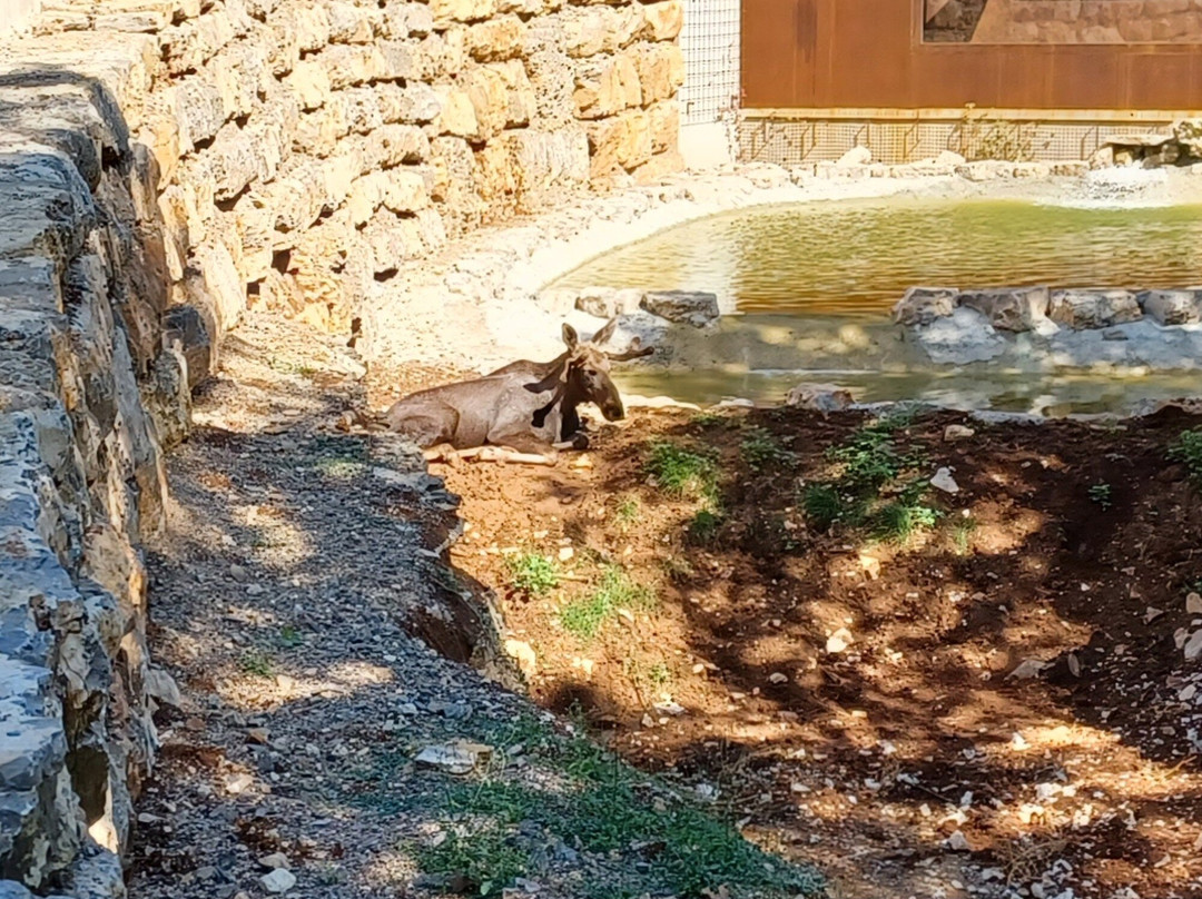 Parc Animalier de Gramat-Gramat必去景点