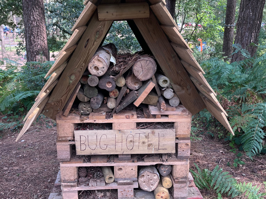 Go Ape Moors Valley景点图片