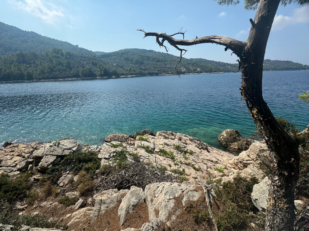 Otok Osjak景点图片