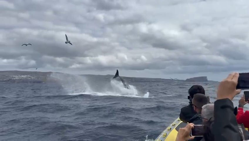Water4fun - Whale Watching Terceira island-亚速尔群岛英雄港中心区必去景点