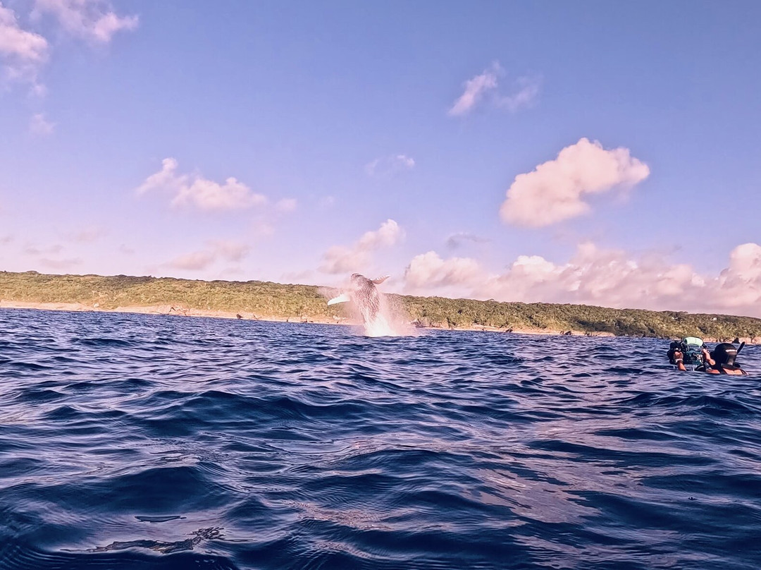 Explore Niue Island Tour-阿洛菲必去景点