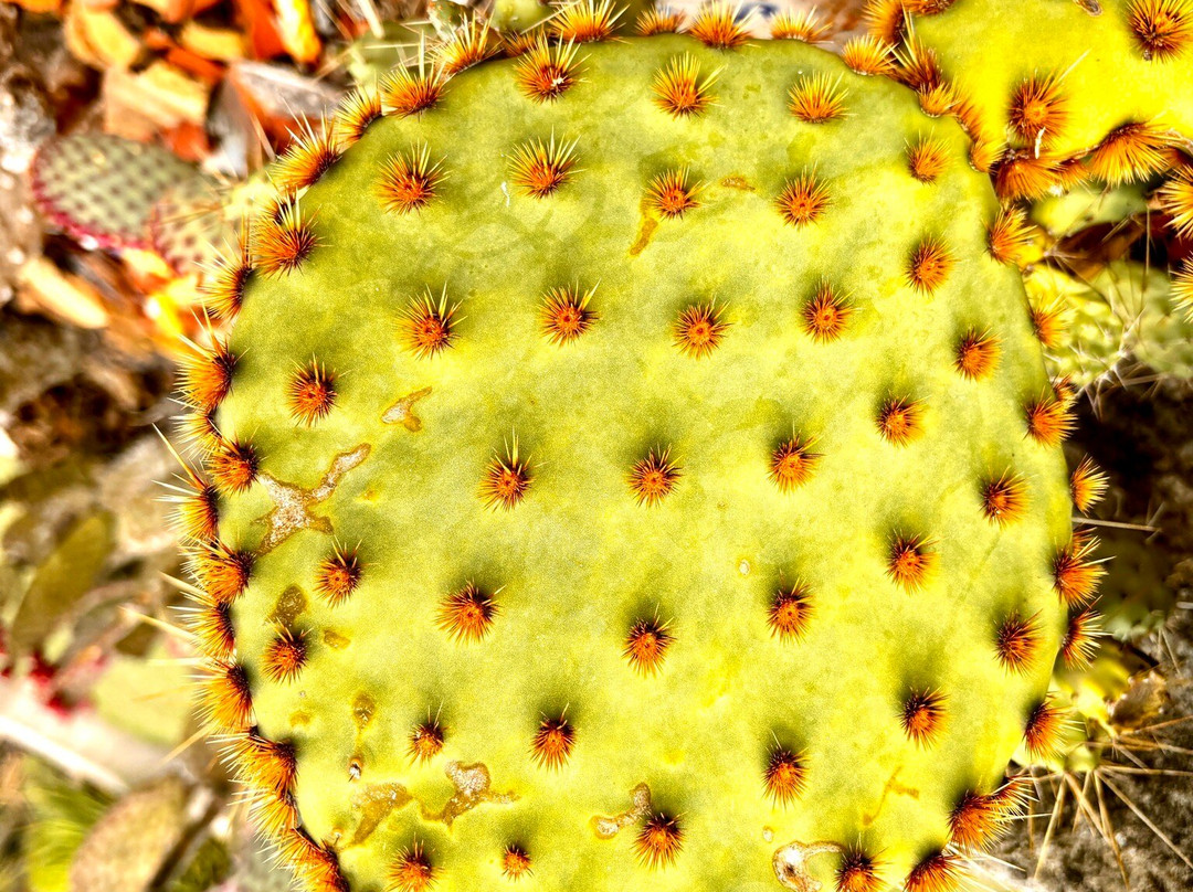 El Sueño (The Dream) Botanical Garden景点图片