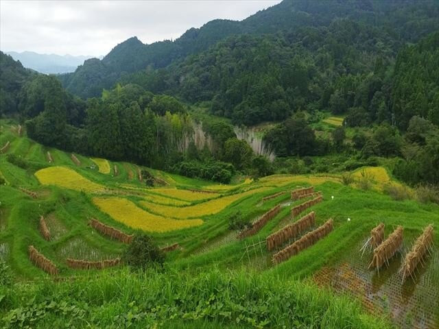 Oyama Rice Terraces-鸭川市必去景点