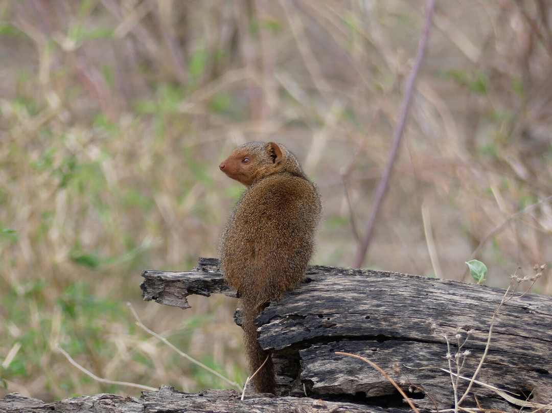 Cheeky Monkey Safaris-阿鲁沙必去景点
