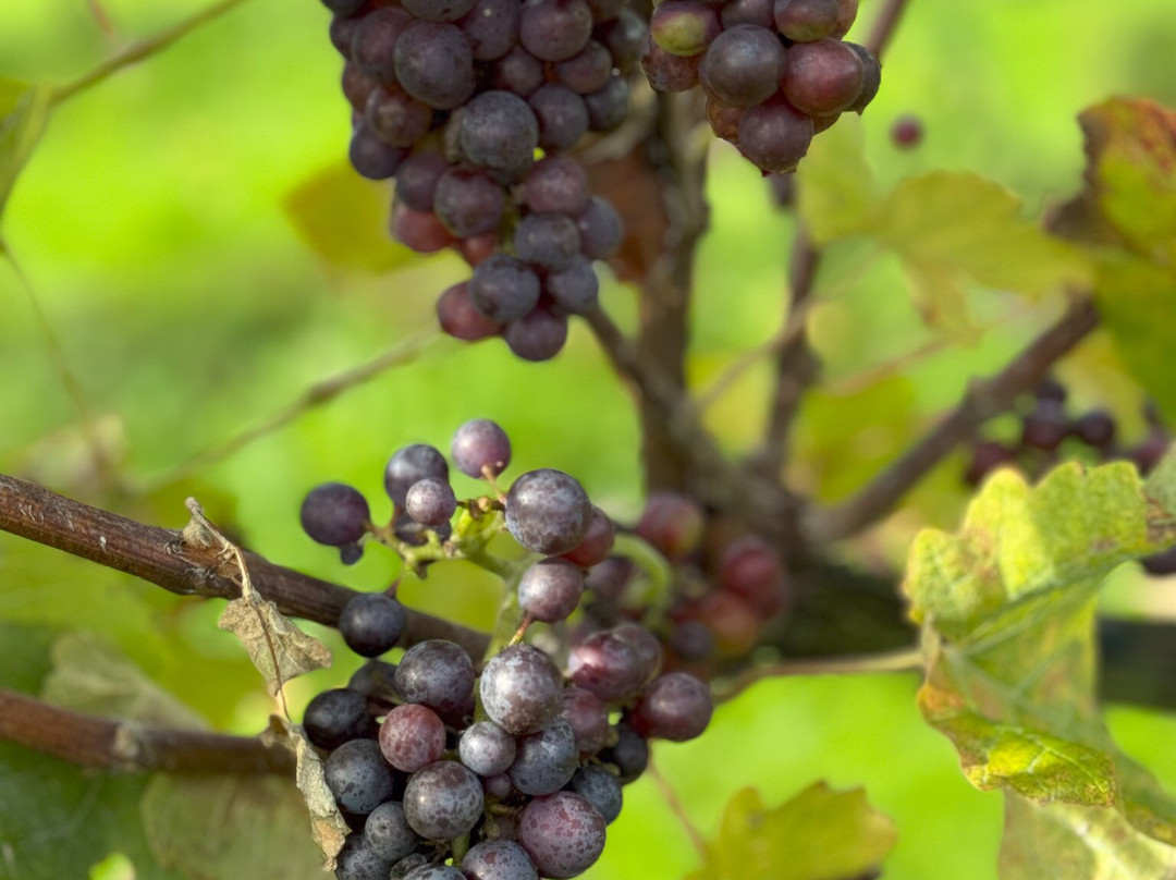 Kingscote Estate and Vineyard景点图片