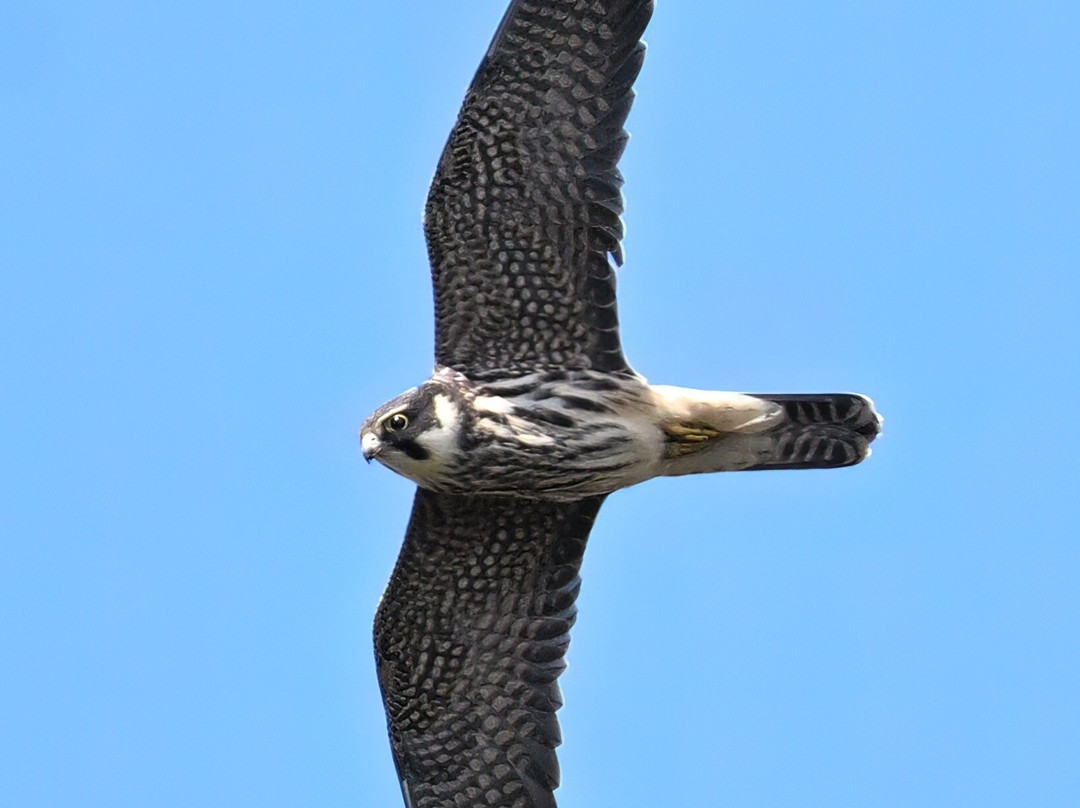 Kasar Himalaya Holiday Home主图