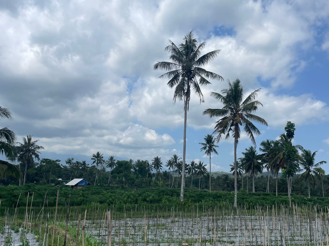 Jhony Gili & Lombok Tours景点图片
