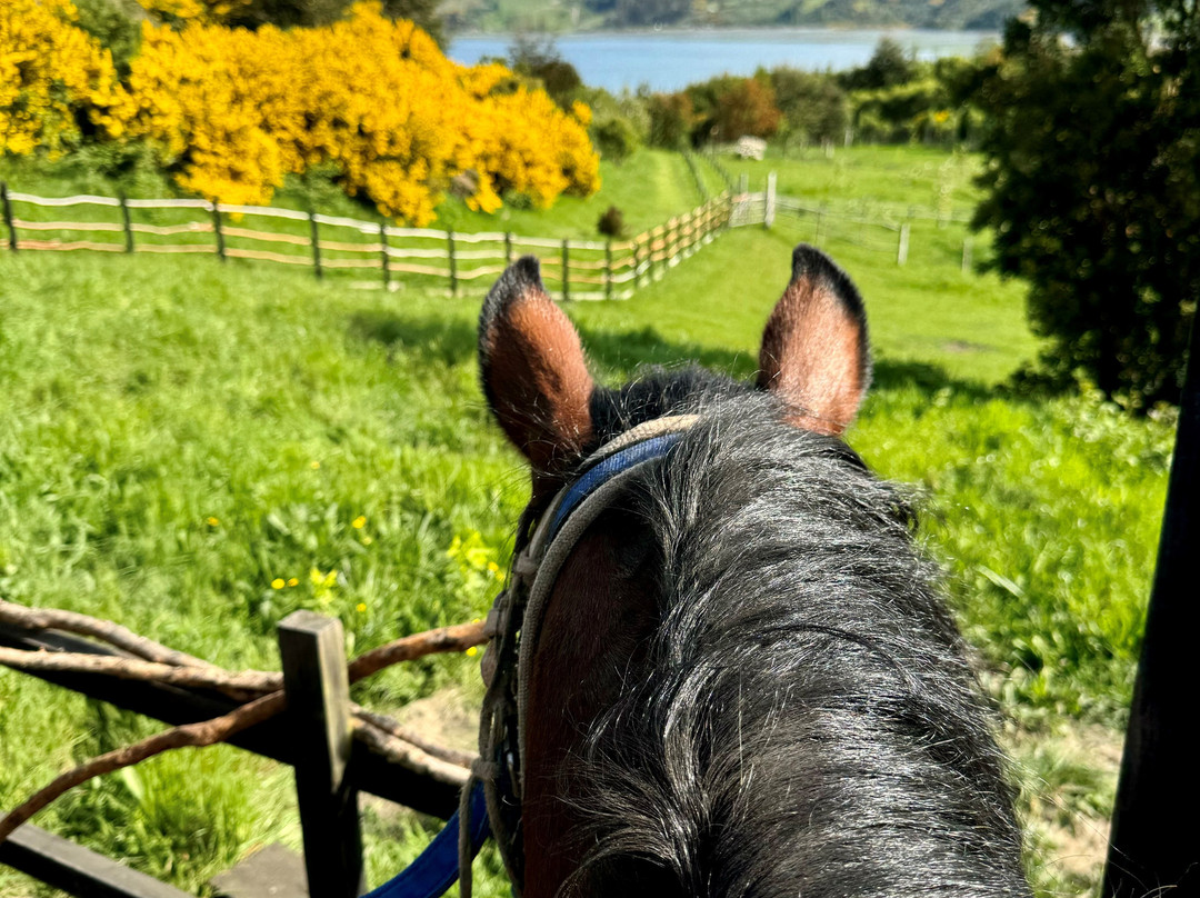 Refugia Chiloé主图