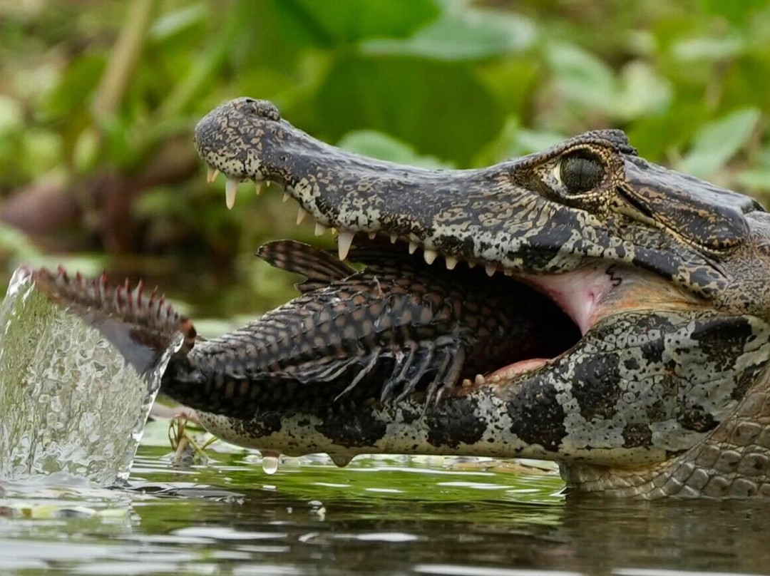 Pantanal Jaguar Safaris景点图片