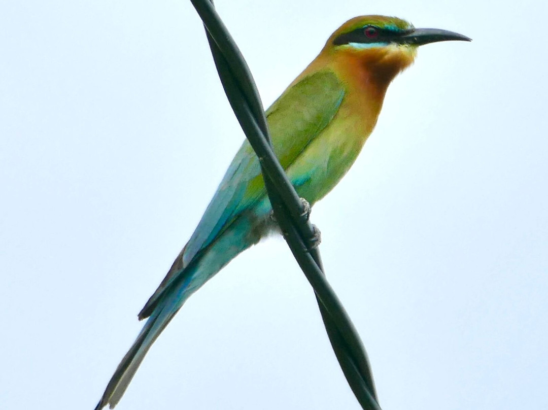 Lore Lindu National Park景点图片