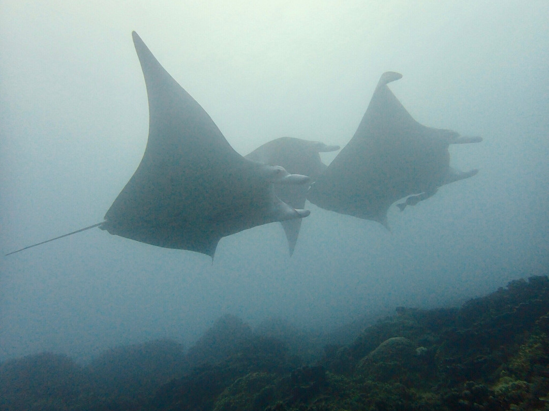 Marquises Diving Hiva Oa-Atuona必去景点