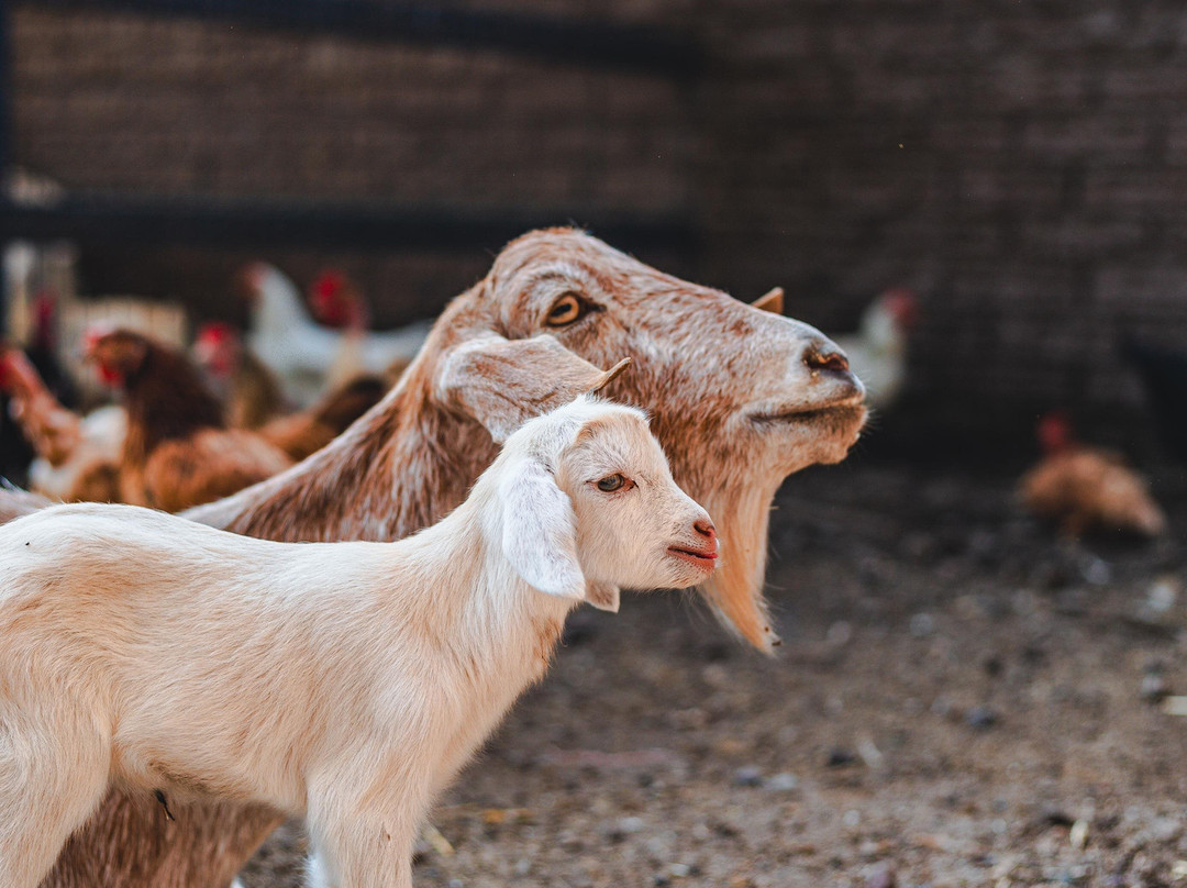 Rancho Orgánico El Edén-新瓦雅塔必去景点