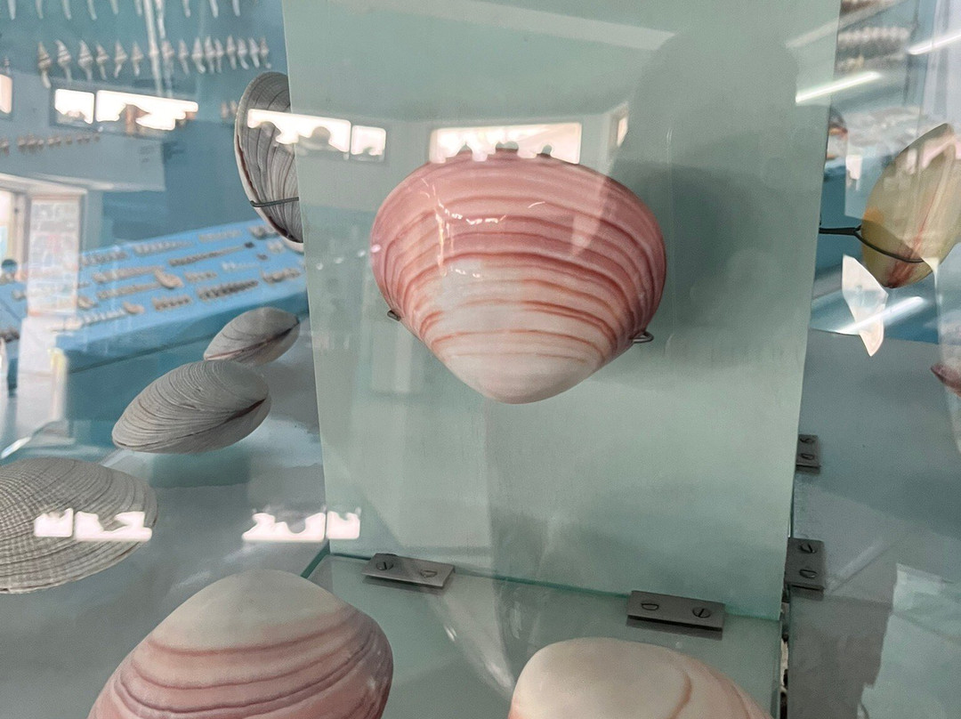 India Seashell Museum-玛玛拉普蓝必去景点