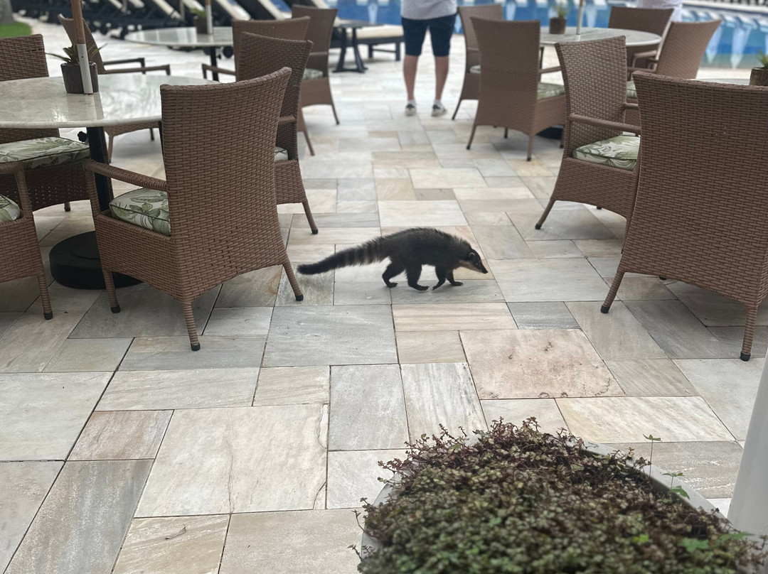 达斯瀑布贝尔蒙德酒店主图