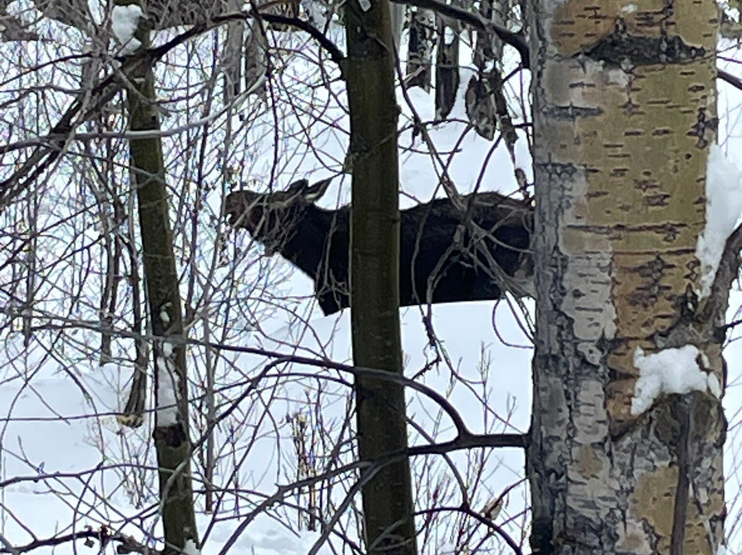 Taggart Lake-大提顿国家公园必去景点