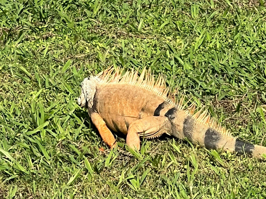 Paseo Lineal-Bayamon必去景点