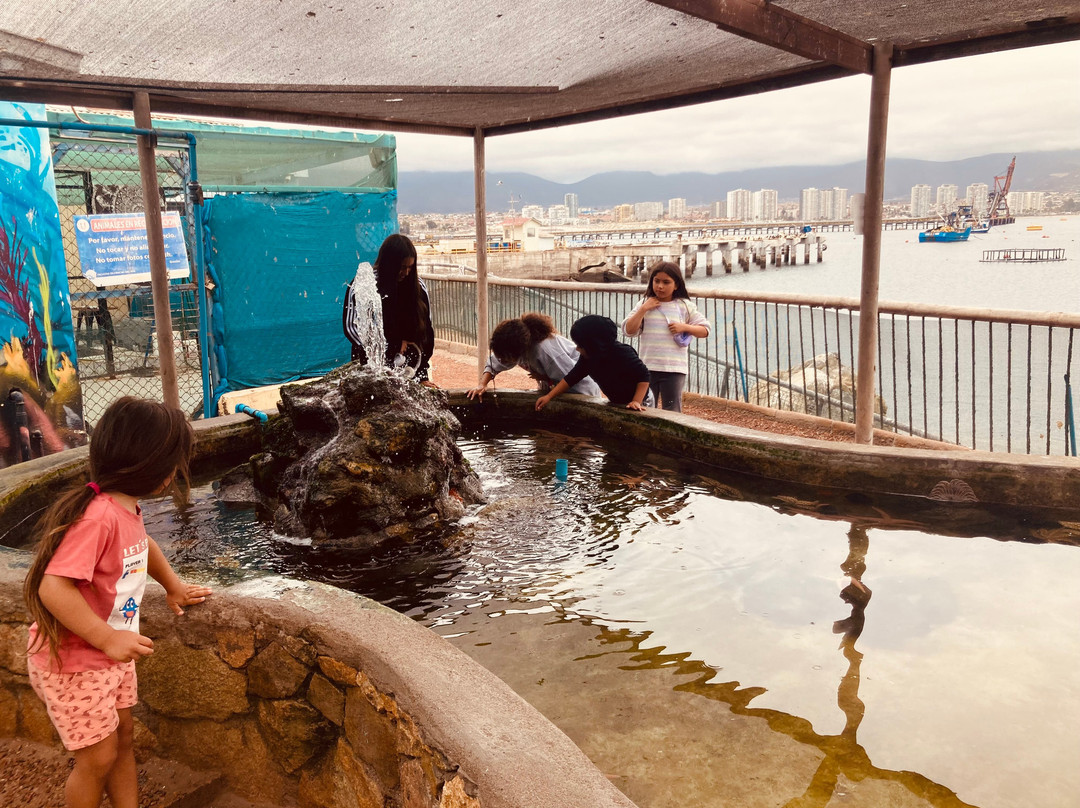 Acuario y Museo Facultad de Ciencias del Mar-Coquimbo必去景点