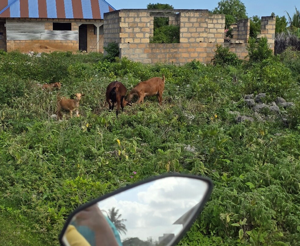 Zanzi Quad Safari-必韦久必去景点