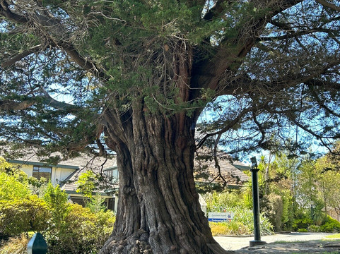 奥塔哥第一教堂-但尼丁必去景点