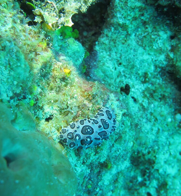 Go Dive Bayahibe-Bayahibe必去景点