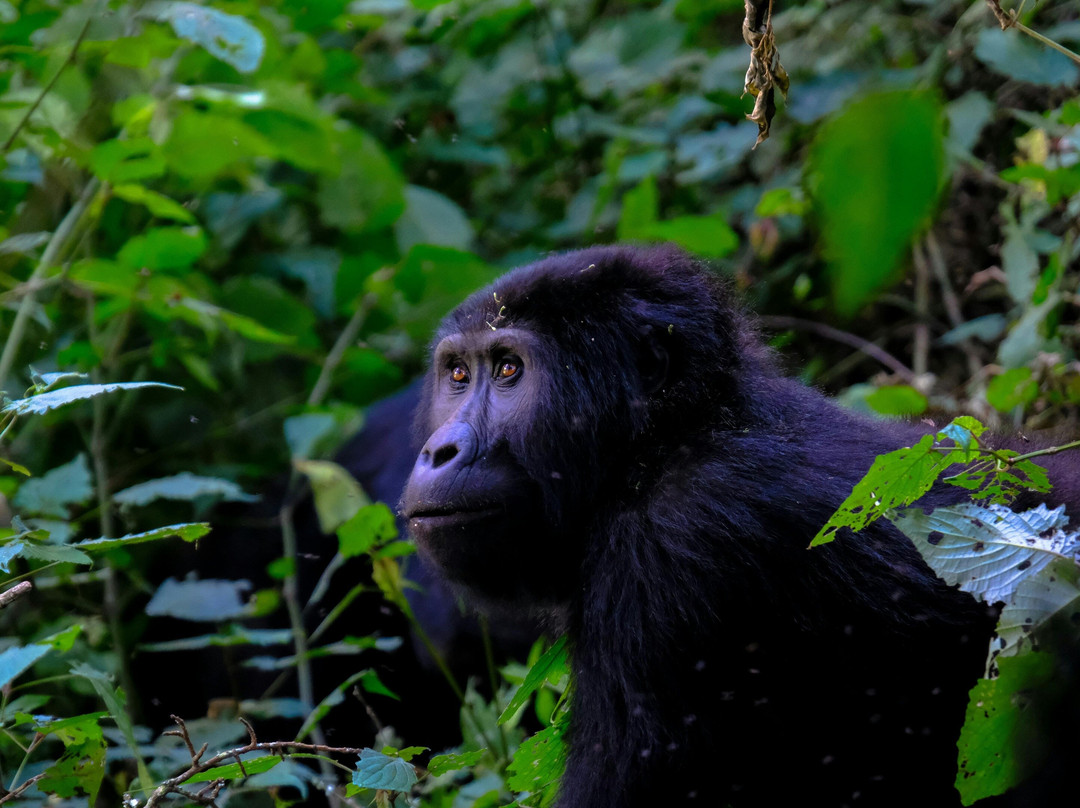 Green adventure safari Limited-Ruhengeri必去景点