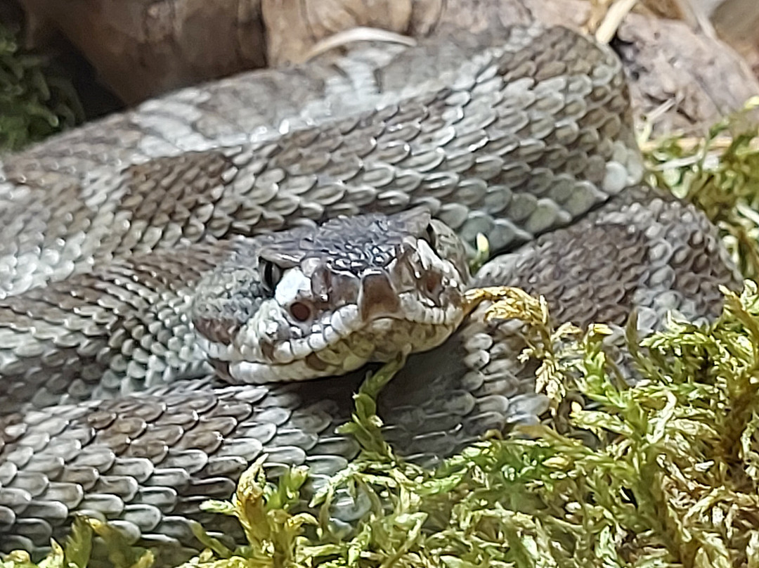 Reptilienzoo Nockalm-Patergassen必去景点