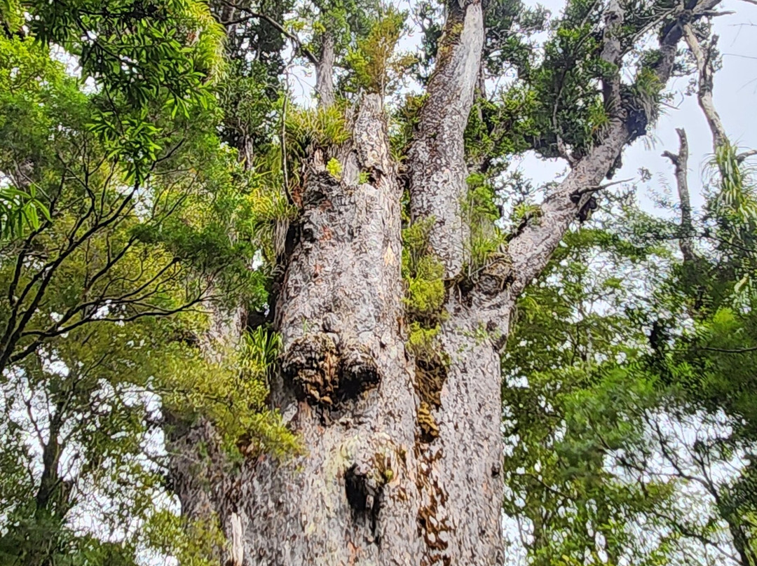 Te Matua Ngahere Walk景点图片